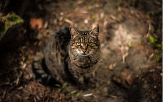 Cat dirt outdoors bokeh focus - the dirt free wallpaper