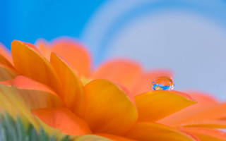 Flower waterdrop blue sky macro 2 - a water drop free wallpaper