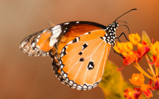 Butterfly flower orange macro autumn - its wing free wallpaper