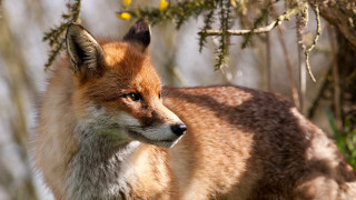 Fox standing woods looking blurry - a fox free wallpaper for desktop