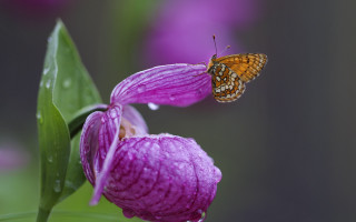Butterfly purple flower water drops - brenda chamberlain free wallpaper