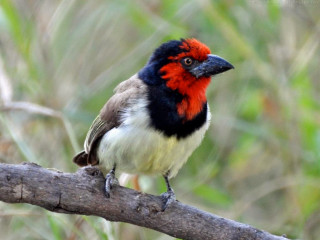 Bird red head branch woods - a red head free wallpaper