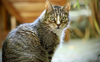 Cat green eyes table camera - a green eye free wallpaper