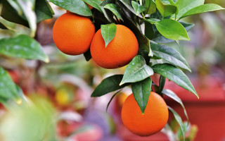 Oranges hanging tree garden potted - plant free wallpaper for desktop