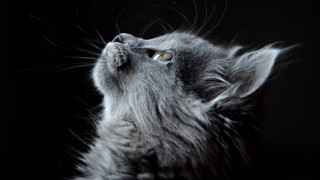 Cat looking up wide eyes 4 - its eye wide open free wallpaper for desktop