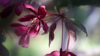 Flower butterfly macro branch blur - a close up of a flower free wallpaper for desktop