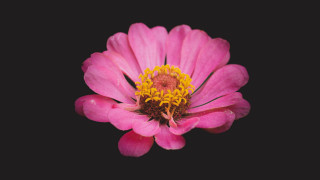 Pink flower yellow stamens black 2 - a yellow center free wallpaper