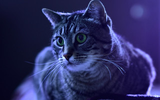 Cat green eyes table moon - a blurry background of the image free wallpaper