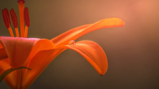 Flower drop water macro blurry - a drop of water free wallpaper for desktop