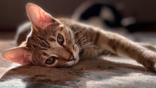 Cat shiba inu blurry depth 2 - its head on free wallpaper