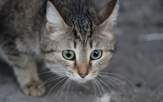 Cat green eyes blurry background 6 - a blurry background of the image free wallpaper