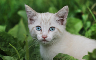 White kitten blue eyes curious 7 - a white kitten free wallpaper for desktop