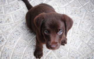 Brown puppy sad eyed tile - brown eye free wallpaper