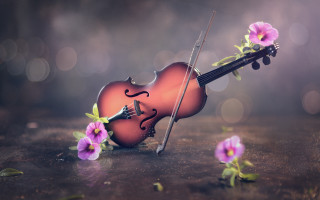 Violin bow flower table bokeh 2 - a blurry background of flowers free wallpaper