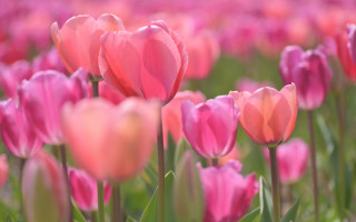 Pink tulips blurry background bokeh 3 - vivid color free wallpaper