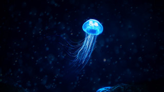 Jellyfish night snow glow bioluminescence - a blue glow free wallpaper