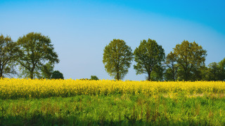 Yellow flowers trees blue sky - yellow flower and trees free wallpaper