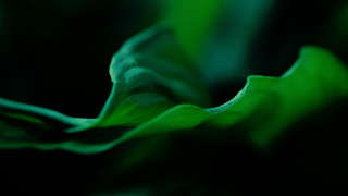 Green flower black background blurry - a green flower free wallpaper for desktop