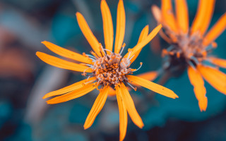 Yellow flower macro shallow depth - a yellow flower free wallpaper