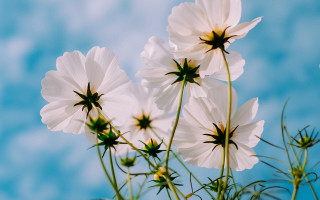 White flowers blue sky macro - elinor proby adams free wallpaper