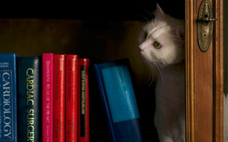 Cat peeking bookshelf door stilllife - book free wallpaper for desktop