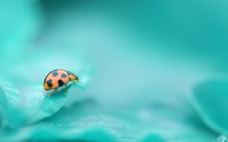 Ladybug blueflower petal blurrybackground macro - a lady bug free wallpaper