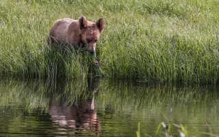 Bear water reflection grass nature - a bear free wallpaper