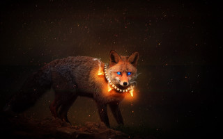 Glowing fox blue eyes dark - collar free wallpaper