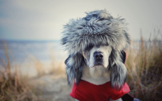 Dog furry hat beach ocean - the ocean in the background free wallpaper