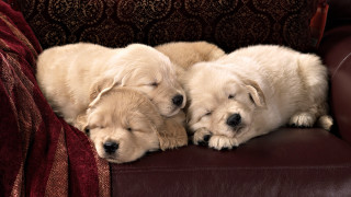 Puppies sleeping couch jigsaw animal - a couch together free wallpaper