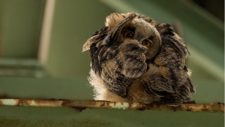 Small owl metal rail green - a small owl free wallpaper for desktop