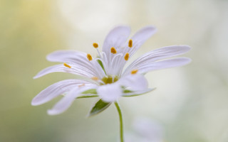 White flower macro daisy lily - anne rigney free wallpaper