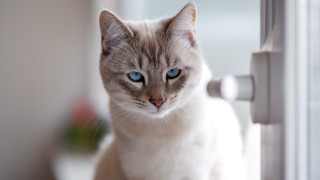 Cat blue eyes window plant - a cat free wallpaper