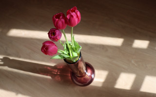 Vase flowers table shadow outdoors - some flower free wallpaper