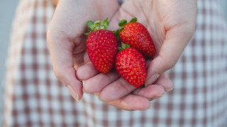 Strawberries hands checkered background closeup - shirt free wallpaper for desktop