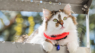 Cat red collar ledge serious - a red collar free wallpaper for desktop