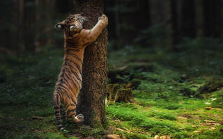 Tiger climbing tree forest wildlife - a tiger free wallpaper for desktop