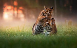 Two tigers playing mother wildlife - the grass together free wallpaper