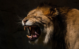 Lion open mouth realistic sharp - mouth wide open free wallpaper