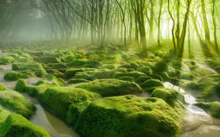 Green forest moss stream nature 2 - the ground and trees free wallpaper