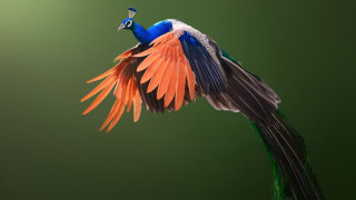 Colorful bird wings spread green - a green background behind free wallpaper