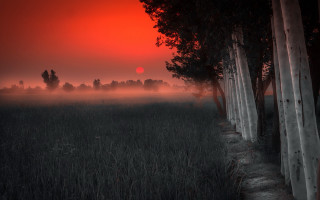 Field trees fog sunset forest - the sun free wallpaper for desktop