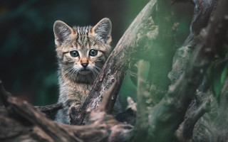 Kitten sitting tree sad eyes - a small kitten free wallpaper