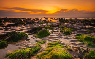 Algae rocks beach sunset clouds - the background and a sun setting free wallpaper for desktop