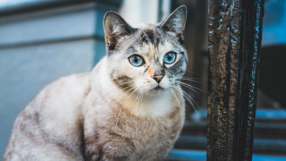 White cat blue eyes serious 6 - a serious look free wallpaper
