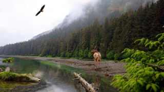 Deer rocky shore forest bird - a deer free wallpaper