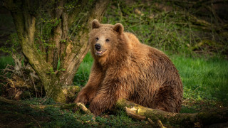 Brown bear in woods with - the grass next free wallpaper