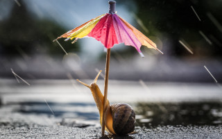 Snail under colorful umbrella rain - its head on free wallpaper