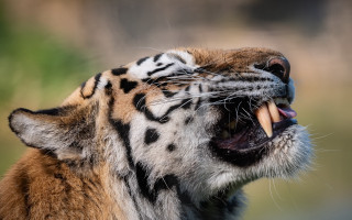 Tiger growling open mouth sharp - tooth wide open free wallpaper