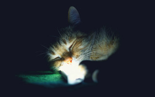 Cat sleeping green dark white - its eye free wallpaper